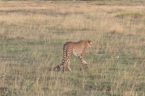 9-Days Epic Kenya Safari Great Migration and Kilimanjaro Views