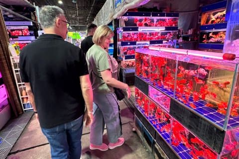 Visite du marché de Guangzhou avec voiture : Cristal/Poissons/Oiseaux/MarchéFermier