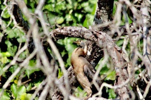 iSimangaliso Safari en Estuarium Cruise Volledige dagtour