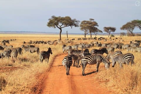 Parco nazionale del Tarangire