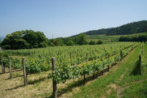 Tour de Cata de Vinos Guimaraes