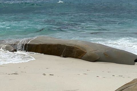Private San Diego Tour Coronado, La Jolla, Balboa Park and More