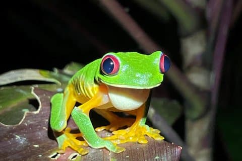 Jungle Night Tour