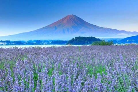Mont Fuji,Saiko Iyashi-no-Sato Lac Nenba&Kawaguchi