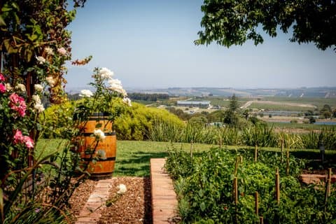 Curated Winelands Meander through Stellenbosch, Franschhoek