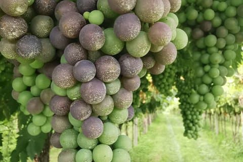 Tour privado enológico por Valpolicella con guía local y visita a la bodega