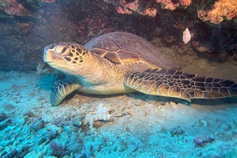 Buceador certificado 2 Tanque Arrecife poco profundo se sumerge en Wai'anae