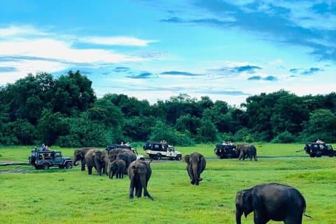 Hoteller i nærheden af Minneriya / Hurulu Eco Park Safari Private Tour