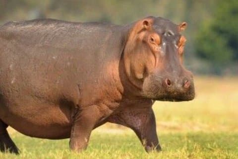 1/2 Day Hippo & Croc Safari in Isimangaliso W/Park f Richards Bay