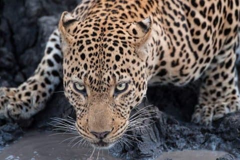 Tarangire National Park Full-Day Safari Experience (Fly in)