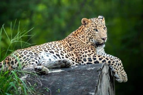 Jaipur in 2 dagen met boottocht en luipaardsafari-ervaring