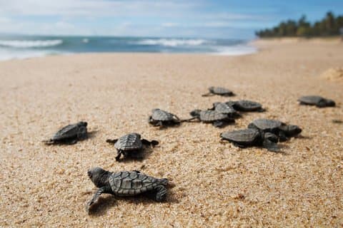 Galle Day Tour with Turtle Hatchery & River Boat Safari
