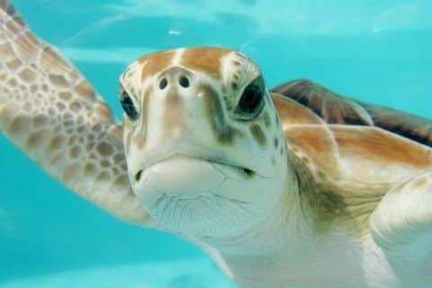 Akumal Swimming Adventure with Turtles 2 Cenotes and Lunch