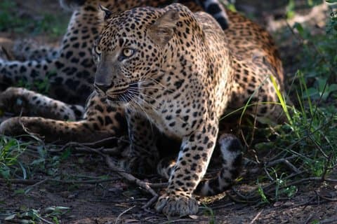 Safari en jeep dans le parc national de Yala