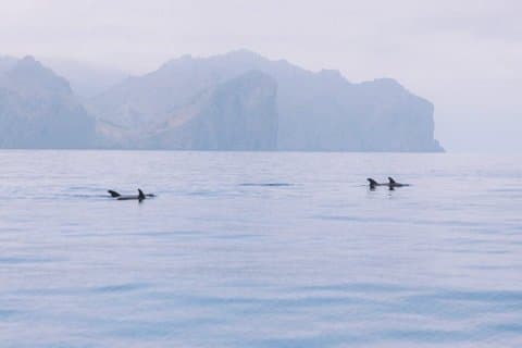 Dolphin Watching in Mallorca Private Boat Tour and Marine Life