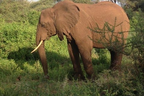 2 giorni Manyara e Ngorongoro Camping