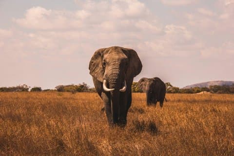 Aquila Game Reserve Sunset Safari fra Touws River