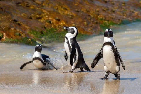Table Mountain, Penguins Colony and Cape of Good Hope Small Group Shared Tour