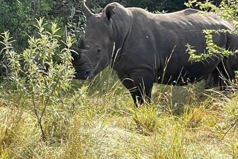 Great Kenya Safari: 8 - Dagsäventyr från stränder till Savannen.