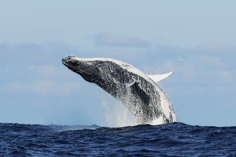 Marine Big 5 Whale Watching Cruise von Kapstadt