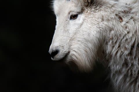 カスター州立公園野生動物撮影ツアー