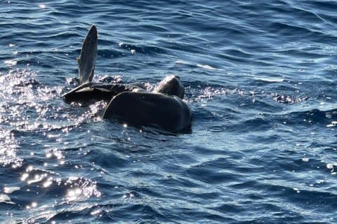Delfin- og skildpaddeobservationsture i Puerto Escondido