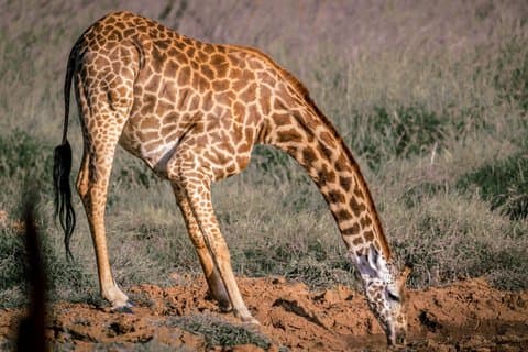 2-Day Taita Hills Salt Lick Lodge Sanctuary Safari Adventure