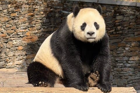 Chengdu Panda Basistickets mit optionaler privater Tour