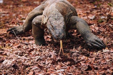 4 Days Private Komodo Boat Tour