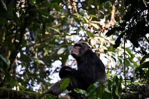 5 - Dag Uganda: Gorilla Trekking Chimpanze Traking og Big Five