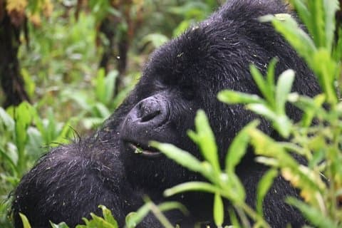 22 - Dia Gorilas Chimpanzés Grande Migração e Caminhada