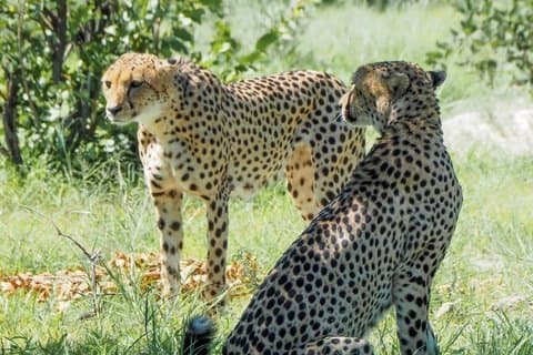Excursión en safari por Ciudad del Cabo 8 días de cultura y vida silvestre