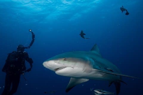 Aliwal Shoal Shark Diving