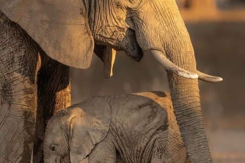 Nuit dans le parc national Amboseli au départ de Nairobi
