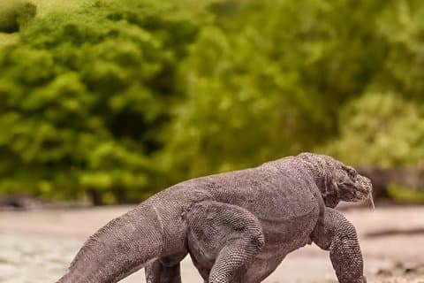 Avventura del drago e dell'isola di Komodo da Bali