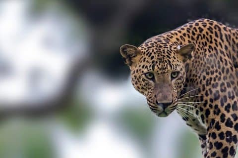 Tour privato da Ella a Hiriketiya con Yala Safari