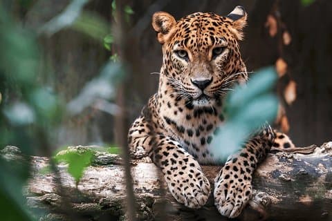 Private Tour from Hiriketiya to Ella with Yala Safari