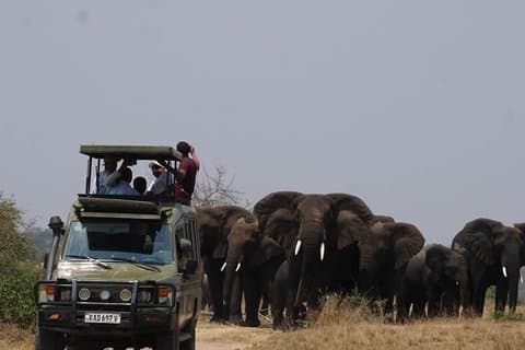 1 Day Akagera National Park Game Drive with Lunch