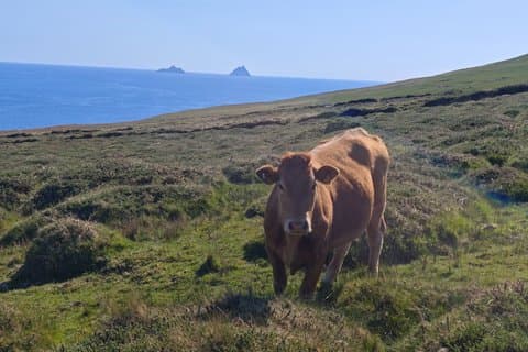 Tour privato di un giorno dell'anello di Ring of Kerry e Skellig
