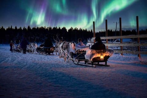 Paseo en trineo con renos en las auroras boreales de Rovaniemi 3,5 km