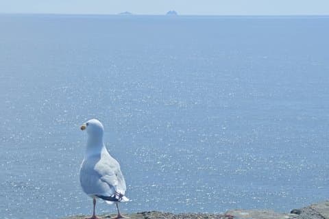 Dingle Peninsula & Slea Head Private Tagestour