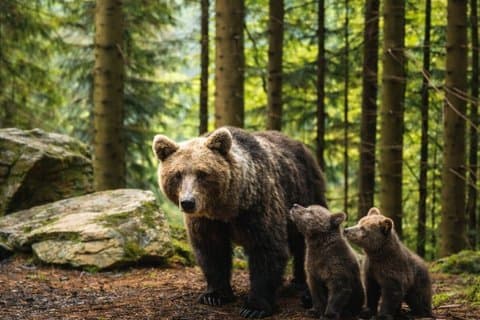 Besøk Bran Castle & Bear Sanctuary i liten gruppe fra Bucharest