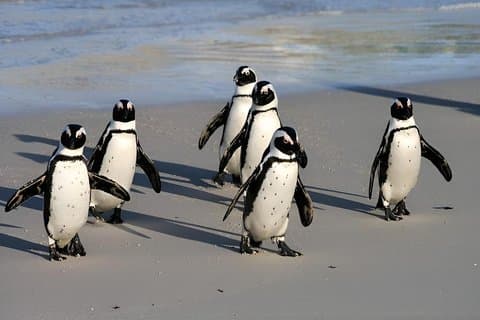Privat rundtur: Cape Peninsula & Penguin Beach, Cape Point och mer