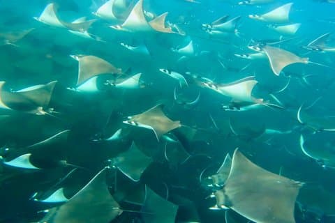 Sea Safari Schnorcheln & Wildlife Tour ab La Paz
