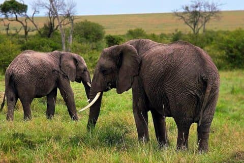 Safari privé Masai Mara Budget de 3 jours - Excursion classique en 4x4 en jeep
