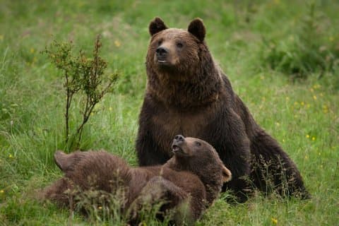 Transylvania Adventure Bears Fortes og Dracula slott