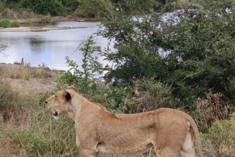 Safari privado de lujo de 3 días en Masai Mara