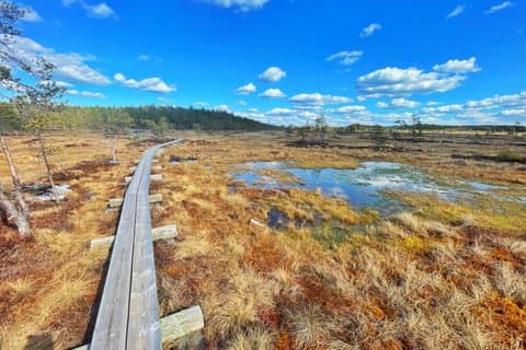 Escursione di un'intera giornata nella Wild Bog di Torronsuo da Helsinki