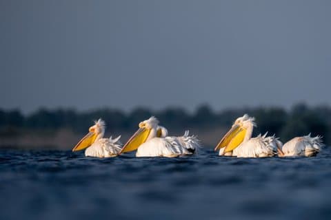 Danube Delta Experience: Wildlife Tour from Tulcea