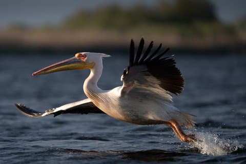 Donau Delta guidet båttur Tulcea - Mila 23